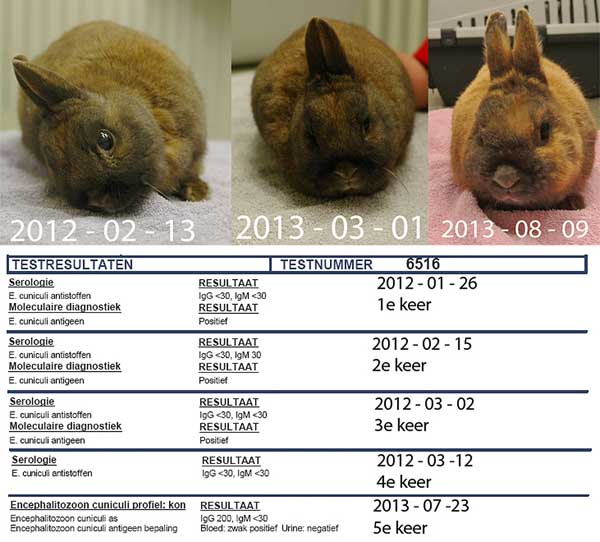 Bloed op E. cuniculi protozoen bij Willie gedurende 1,5 jaar